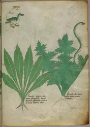 Botanische Illustration von Pflanzen, einer Schlange und einer Ente, um 1440