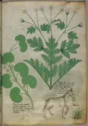 Botanische Illustration von Pflanzen und einem Esel, um 1440