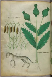 Botanische Illustration von Pflanzen und einem Panther, um 1440