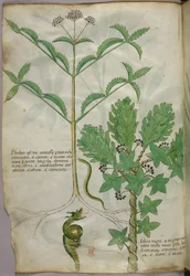 Botanische Illustration von Pflanzen und einer Schlange, um 1440
