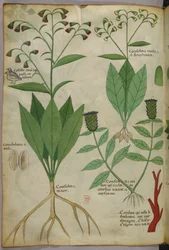 Botanische Illustration von Pflanzen und Korallen mit einer Schlange und einem Hirsch, um 1440