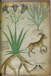 Botanische Illustration von Pflanzen, Vögeln und Ziegen, um 1440