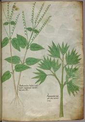 Botanische Illustration von Pflanzen, um 1440