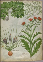 Botanische Illustration von Pflanzen, um 1440