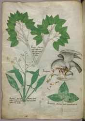 Botanische Illustration mit Darstellung eines Vogels, der einen anderen Vogel tötet, um 1440