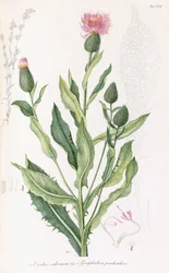 Cardus cichoraceus und Gnaphalium penduculare, 1811-1838