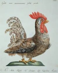 Zwerg-Hahn