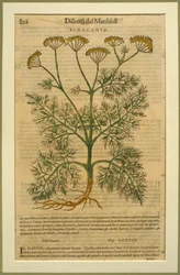 Fenchel, eine botanische Tafel aus den Discorsi von Pietro Andrea Mattioli, veröffentlicht in Venedig, 1570