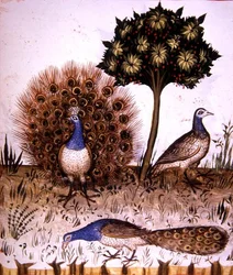 Fol. 70r Pfauen, Illustration aus dem "Tacuinum Sanitatis Codex Vindobonensis"