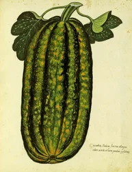 Grüner länglicher Kürbis von Ulisse Aldrovandi (1522 – 1605) Platte veröffentlicht in Piante Fiori Frutti