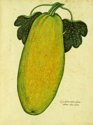 Erbstück-Kürbis von Ulisse Aldrovandi