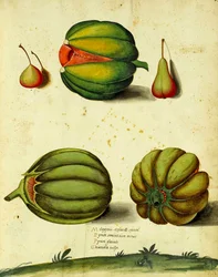 Erbstück-Kürbis von Ulisse Aldrovandi