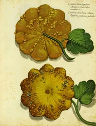 Erbstück-Kürbis von Ulisse Aldrovandi