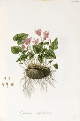 Efeublättriges Alpenveilchen - Cyclamen neapolitanum