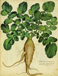 Langer Weißer Rettich von Ulisse Aldrovandi