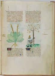 Ms Lat 993 L.9.28 fol.136r Sammeln von Terpentin, aus 