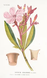 Nerium Oleander el Bubro, Tafel XLVIII, aus LAntotrofia Ossia La Coltivazione DeFiori von Antonio Piccioli, 1834