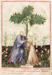 Fenchel, aus Tacuinum Sanitatis, ca. 1390-1400