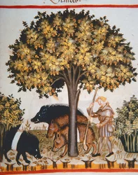 Nova 2644 fol.15r Eicheln ernten, aus Tacuinum Sanitatis Codex Vindobonensis