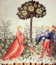 Nova 2644 fol.24r Senfernte, aus Tacuinum Sanitatis