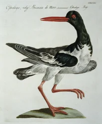 Austernfischer