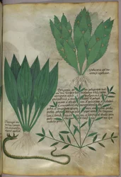 Pflanzen mit großen breiten Blättern. Eine Schlange, um 1440