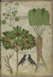 Sloane 4016 f.34 