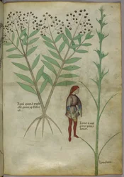 Sloane 4016 f.54 Mann uriniert in einen Topf, aus 