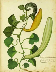 Schlangenkürbis von Ulisse Aldrovandi