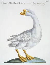 Schwan