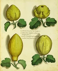 Sorten von Erbstück-Kürbis von Ulisse Aldrovandi