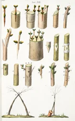 Verschiedene Beispiele des Pfropfens von Obstbäumen, Tafel XIV, aus LAntotrofia Ossia La Coltivazione DeFiori von Antonio Piccioli, 1834