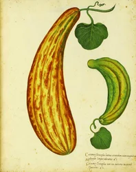 Gelbe armenische Gurke von Ulisse Aldrovandi