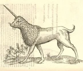 Illustration eines Camphurch aus Aldrovandis Geschichte der Monster, 1642