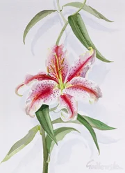 Lilie, 1998