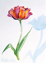 Tulpe, 1998