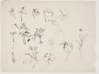 Blumenskizzen