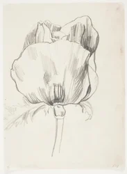Mohn