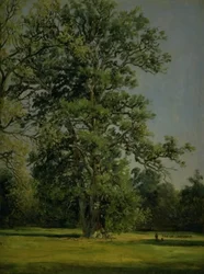 Eine Eiche. Blick auf den Garten in Wörlitz bei Dessau