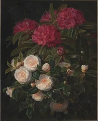 Kamelien und Rhododendron