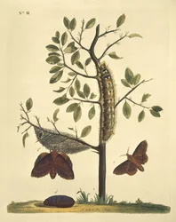 Schmetterlinge, Raupen und Pflanzen: Tafel Nr. 111 von J. Dutfield