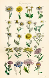 Seite mit Farbabbildungen aus British Wild Flowers nach einem Werk von J. E. Sowerby und C. P. Johnson