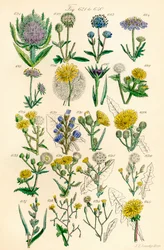 Seite mit Farbabbildungen aus British Wild Flowers nach einem Werk von J. E. Sowerby und C. P. Johnson