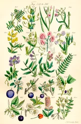 Seite mit Farbabbildungen aus British Wild Flowers nach einem Werk von J. E. Sowerby und C. P. Johnson