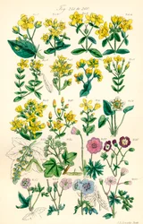 Seite mit Farbabbildungen aus British Wild Flowers nach einem Werk von J. E. Sowerby und C. P. Johnson