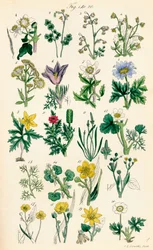 Seite mit Farbabbildungen aus British Wild Flowers nach einem Werk von J. E. Sowerby und C. P. Johnson