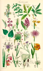 Seite mit Farbabbildungen aus British Wild Flowers nach einem Werk von J. E. Sowerby und C. P. Johnson
