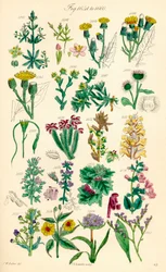 Seite mit Farbabbildungen aus British Wild Flowers nach einem Werk von J. E. Sowerby und C. P. Johnson