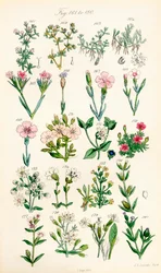 Seite mit Farbabbildungen aus British Wild Flowers nach einem Werk von J. E. Sowerby und C. P. Johnson