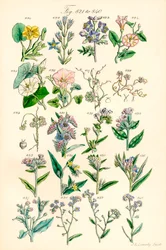 Seite mit Farbabbildungen aus British Wild Flowers nach einem Werk von J. E. Sowerby und C. P. Johnson